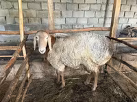 Beran, Arashan sheep — foto 1