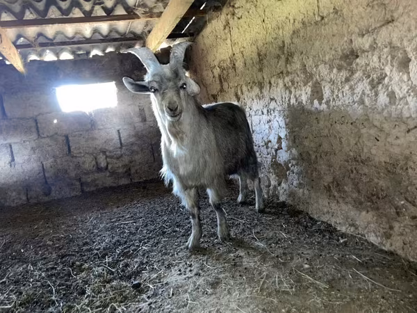 Ri’ lab, Goats