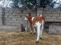 Krava, Simmental cattle — fotografija 2