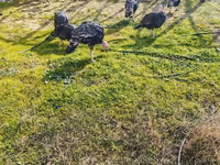 Turkeys — Foto 6