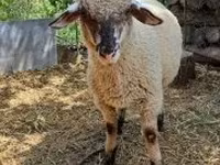 Beran, White Suffolk sheep — foto 1