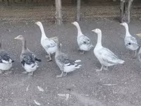 Geese — تصویر 3