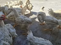 Chickens — foto 1