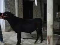 Bovini (lotto, sesso non specificato), Simmental cattle — foto 6