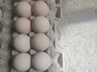 Chickens — புகைப்படம் 4