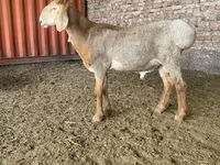 Montone, Arashan sheep — foto 1