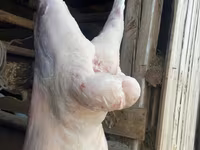 Kambing jantan, Sheep — foto 6