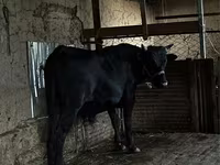 Lembu jantan, Cattle — foto 1