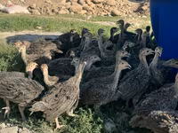Turkeys — foto 2