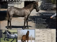 Kobyła, Rocky Mountain Horse — zdjęcie 1