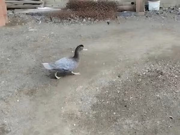 Ducks