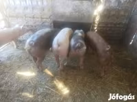 Eber, Schweine — Foto 6