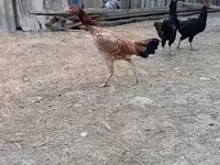 Chickens — foto 3