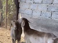 Baran, Arashan sheep — zdjęcie 2
