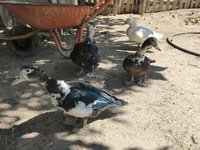 Ducks — foto 1