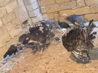 브론즈 — 사진 2