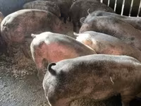 Eber, Schweine — Foto 3