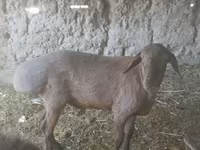 مینڈھا, Edilbay sheep — تصویر 2