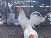 Leghorn — foto 2