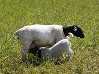 แกะตัวผู้, Dorper sheep — รูปภาพ 4