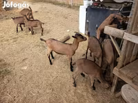 Buk, Alpine goat — foto 4