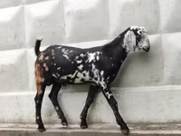 بز نر, Nubian Goat — عکس 2