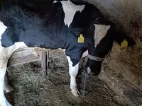 Toro, Russian Black pied cattle — foto 3
