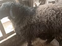 Koç, Blackheaded Persian sheep — foto 4