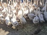Geese — الصورة 7