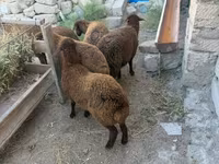 母羊, Sheep — 照片 2