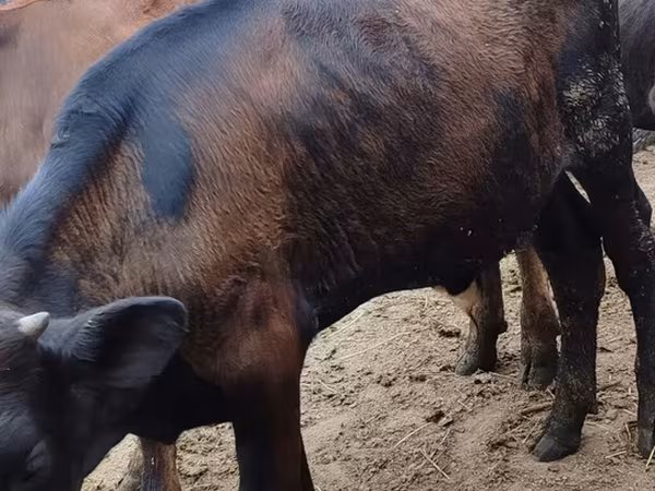 Bik, Aberdinska anguska