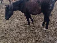 Kuda betina, Horses — foto 2