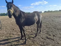 Kůň, Nonius horse — foto 2