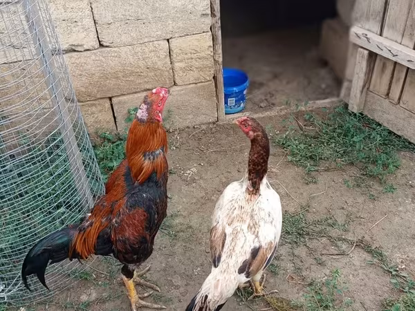 Ayam Cemani