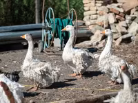Geese — फ़ोटो 1