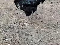 Chickens — புகைப்படம் 1