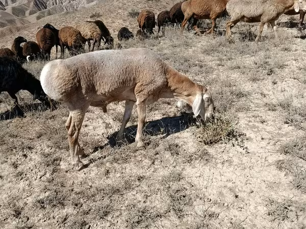 Får, Arashan sheep