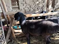 የጎትት አውራ በግ, Sheep — ፎቶ 1
