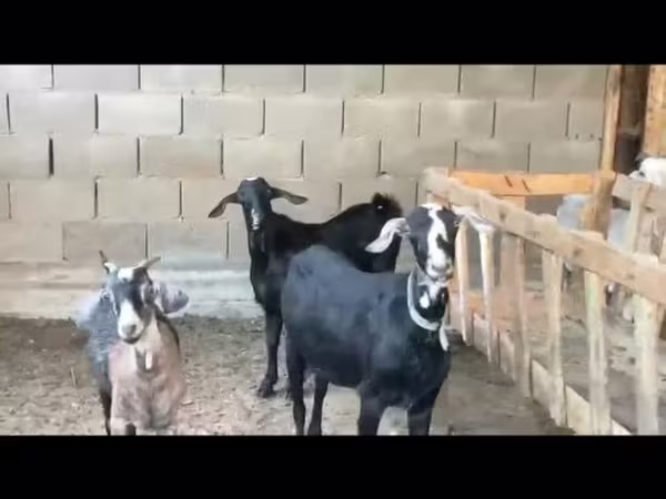 Get, Nubian Goat