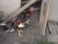 Chickens — fotografija 3