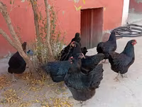 Australorp — zdjęcie 5