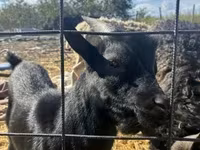 Ri’ lab, Dutch Landrace goats — sawirka 3