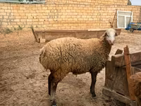 Får, Apsheron sheep — foto 8