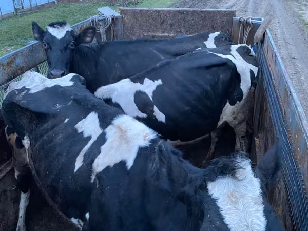 황소, Russian Black pied cattle