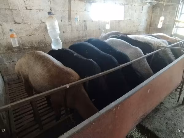 Sheep, Rhon sheep — Kyrgyzstan