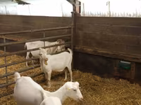 Oğlak, Saanen goat — foto 2