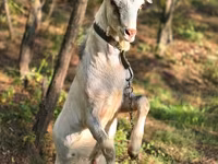 Bak, Nubian Goat — 3. fotó