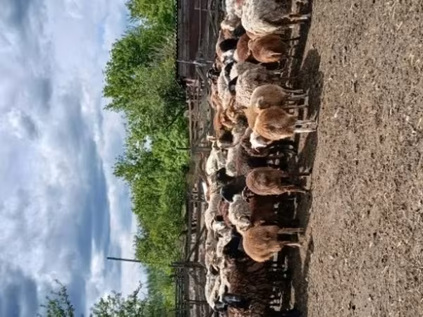 Sheep, Sheep — Russia