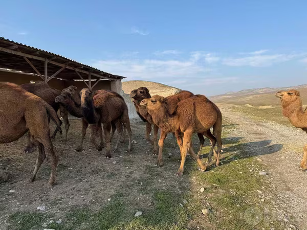 شتر نر, شتر