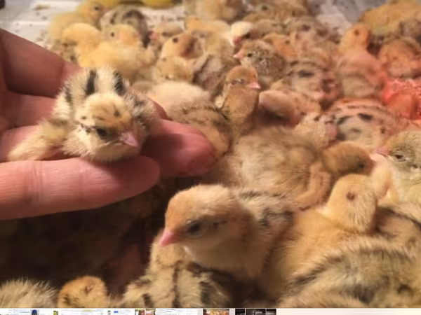 Quails